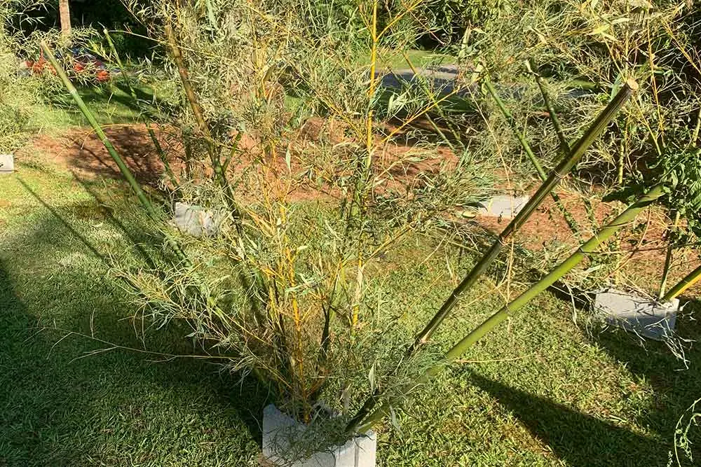 Bamboo Fish Habitat | Crappie Brush Pile | Anglers Unlimited